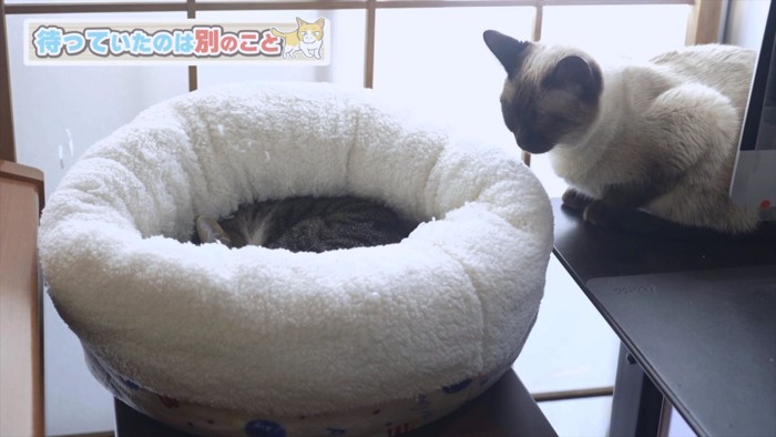 ベッドをのぞき込むシャム猫