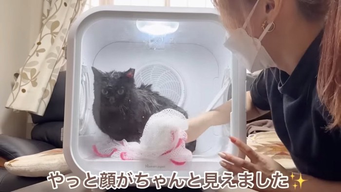 ドライヤーボックスの猫