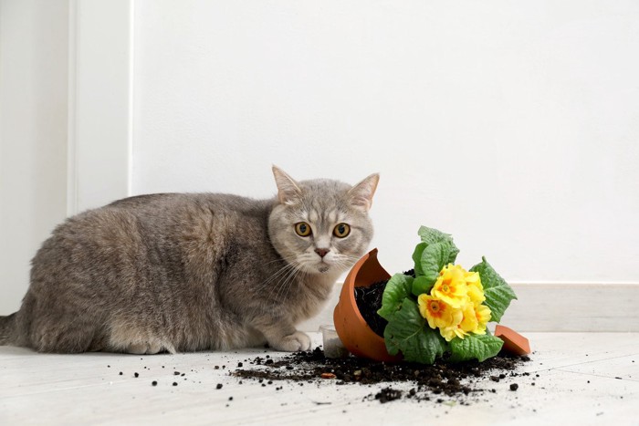 割れた植木鉢と猫
