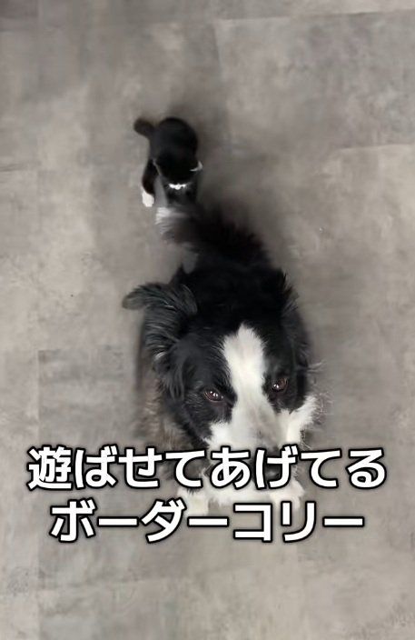 ボーダーコリーの尻尾で遊ぶハチワレ子猫