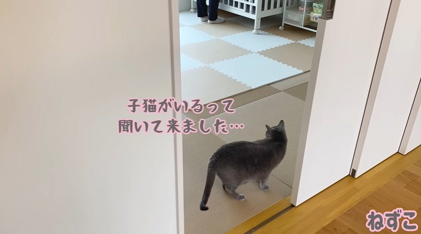 振り返る猫