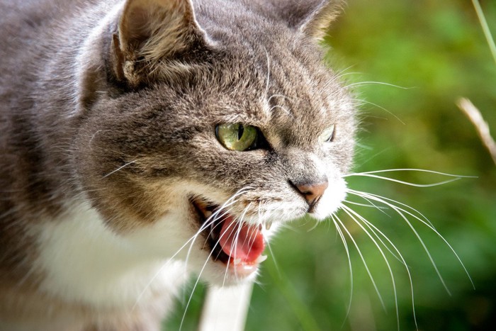怒っている猫