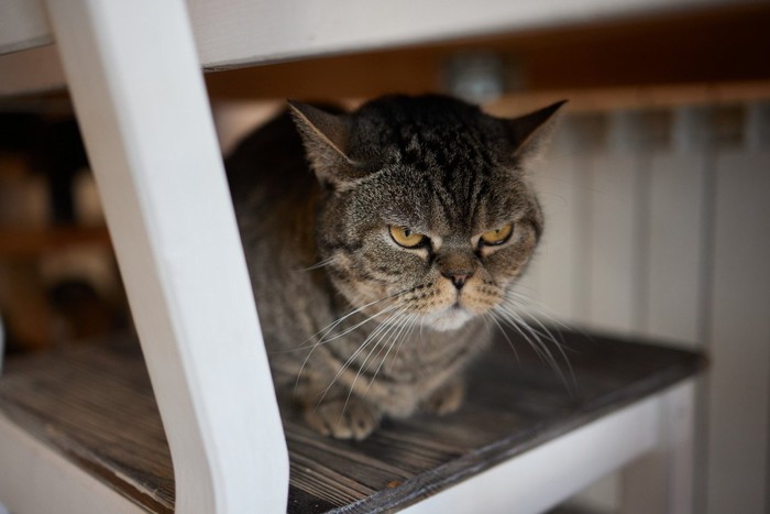 椅子の上で怒る老猫