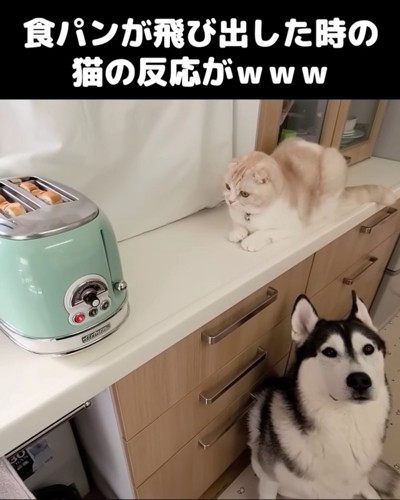 犬と猫