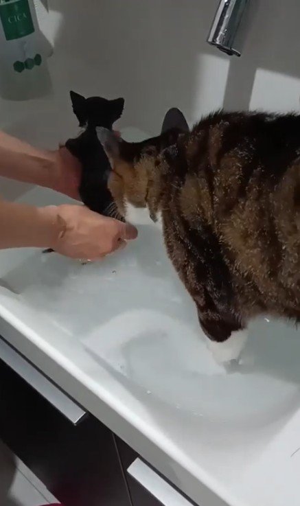 洗われる子猫と兄猫