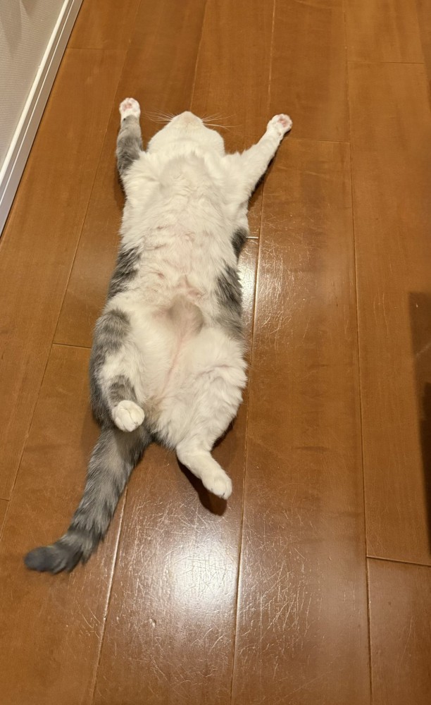 へそ天する猫