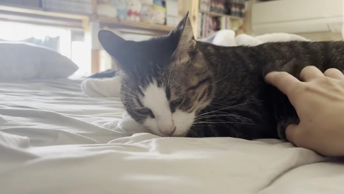 体を撫でられて満足そうな猫