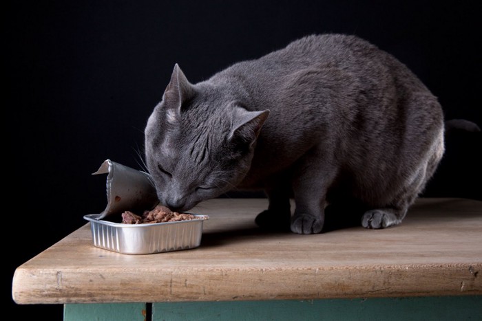 ウェットフードを食べる猫