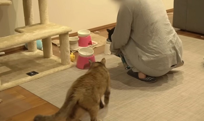 フードボウルに向かって歩くサビ猫