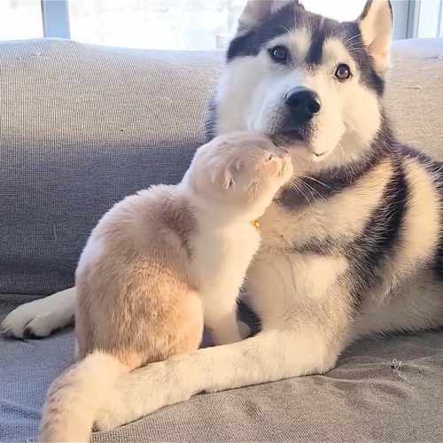 犬の顔の前に座る猫