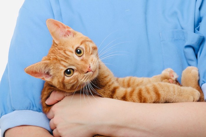 飼い主に抱かれてこちらを見つめる猫