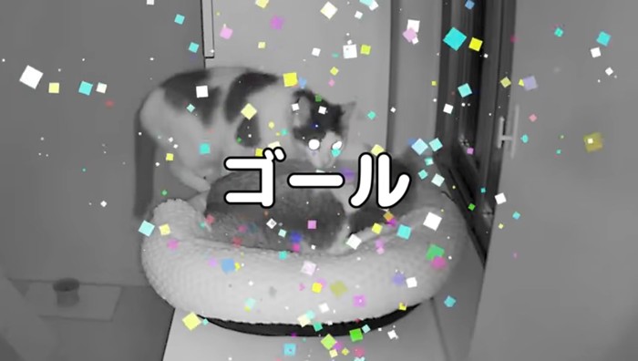 ゴール