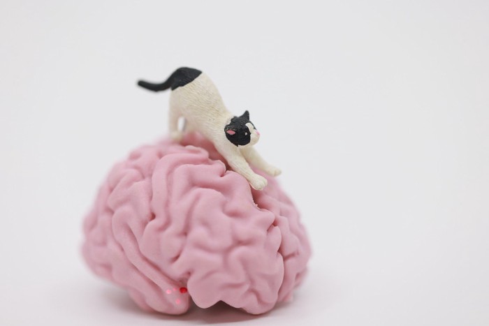 脳みその上で伸びをする猫のフィギュア