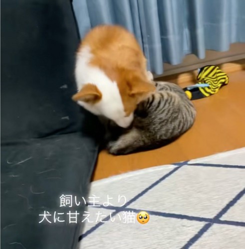 犬を引き留める猫