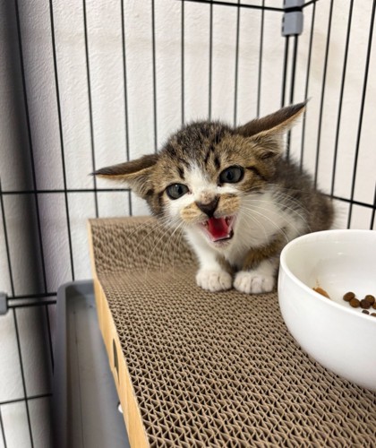 警戒する子猫