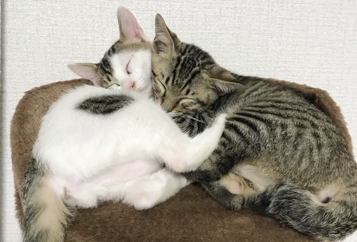 きょー&おーき