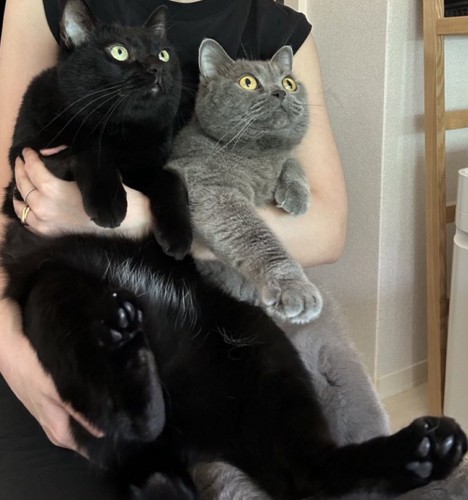 抱っこされる2匹の猫