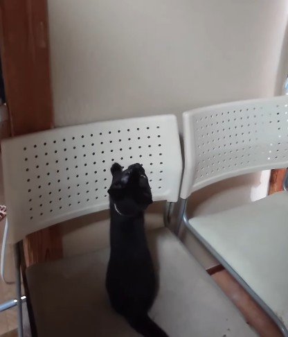 椅子の上で見上げる子猫