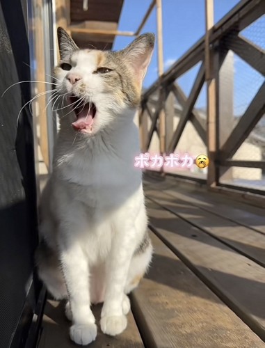 ベランダで日向ぼっこする三毛猫