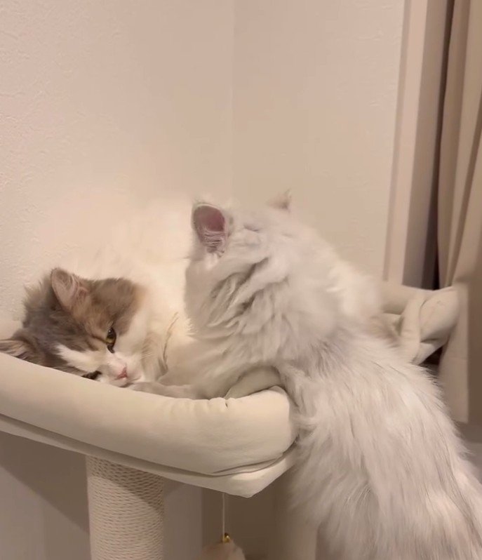 寝るハチワレを見つめる白猫