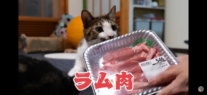 ラム肉