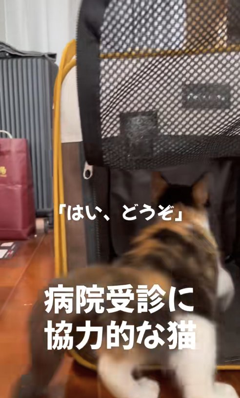 キャリーバッグに入っていく子猫の後ろ姿（室内）