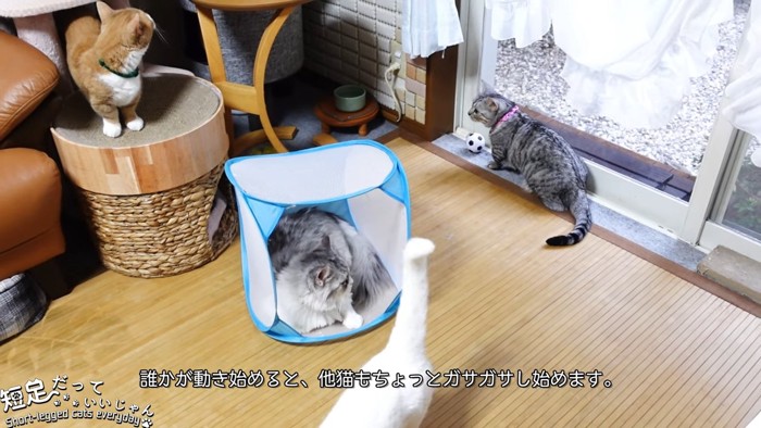 4匹の猫