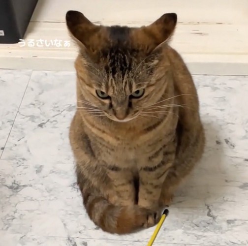 睨みつける猫