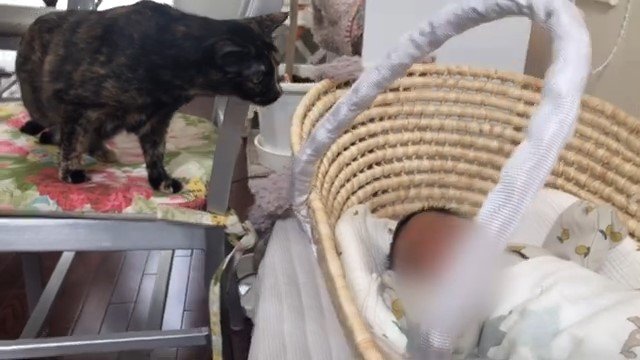 椅子の上からクーファンを覗き込む猫