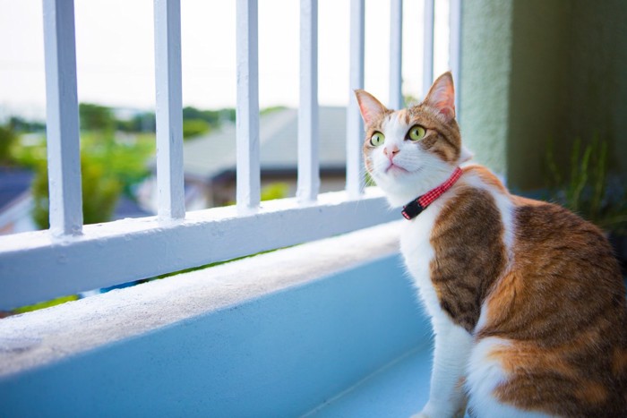 開いた窓から外を気にする猫