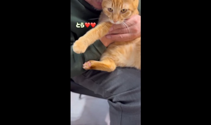 とら♡