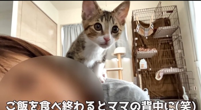 背中に乗る猫