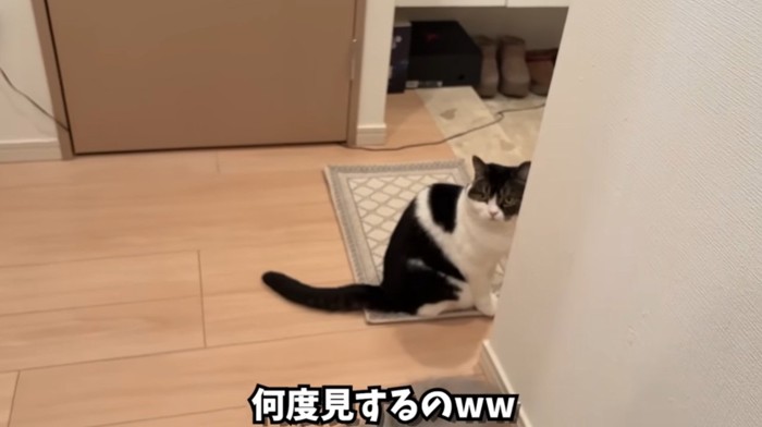 驚いた顔の猫