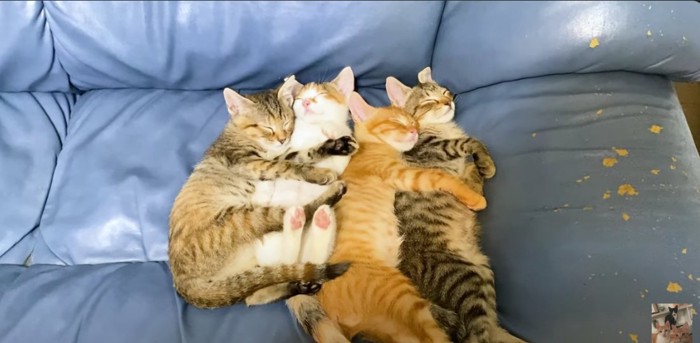 ソファの上で眠っている4匹の子猫