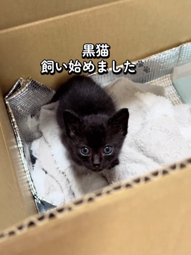 箱の中にいる子猫