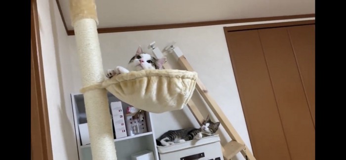 落ち着く猫