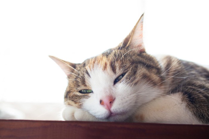 眠気を我慢している猫