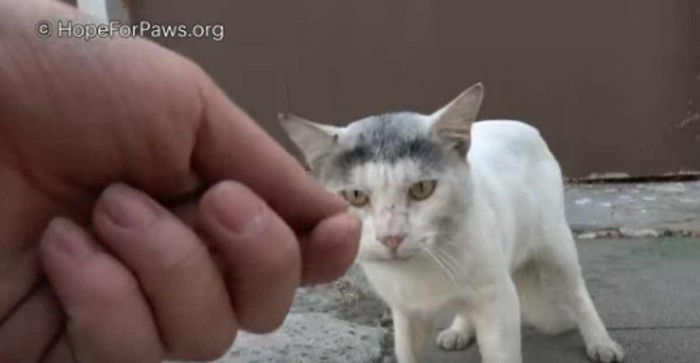 人慣れした大人猫