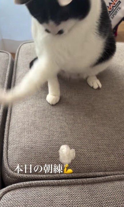 猫パンチをする猫