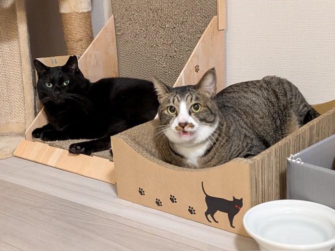 爪とぎに座るキジ白猫と黒猫