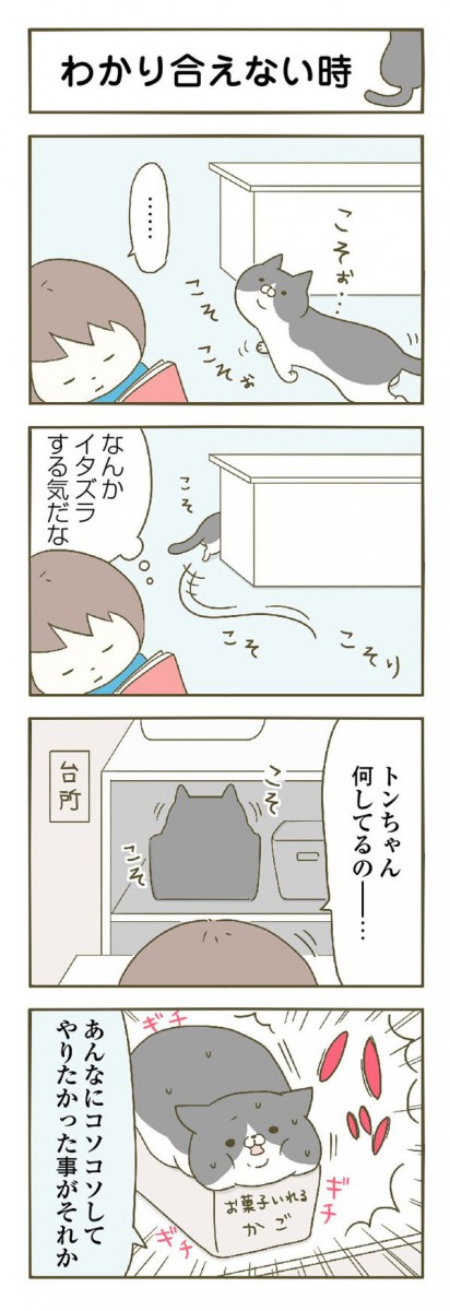 分かりあえない猫