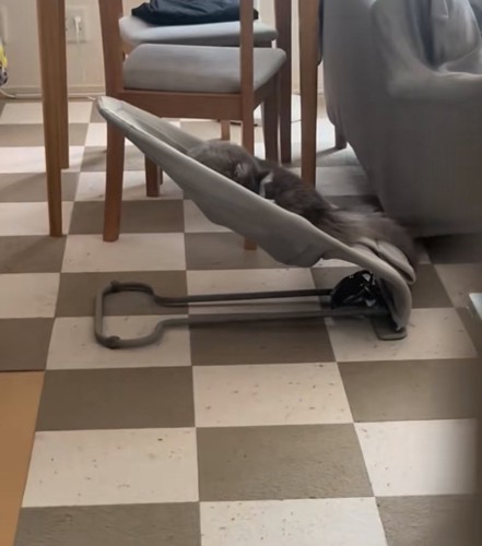バウンサーの上に猫