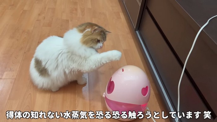 加湿器に前足を伸ばす猫