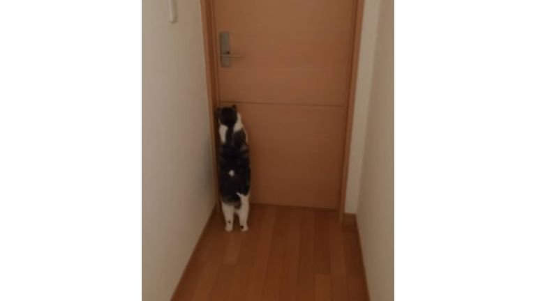 ドアの前にいる猫