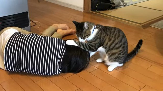 横になる女の子にじゃれる猫