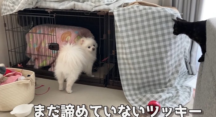 犬を見つめる猫