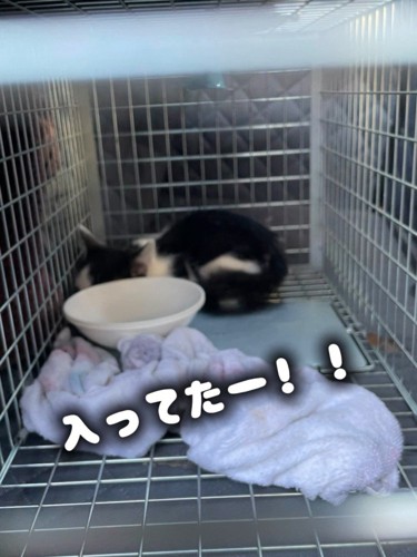 捕獲器の中にいる子猫