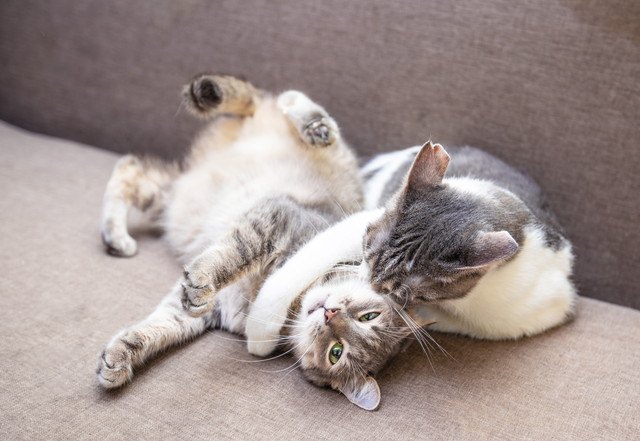 じゃれつく2匹の猫