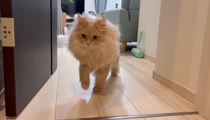 フランマくん