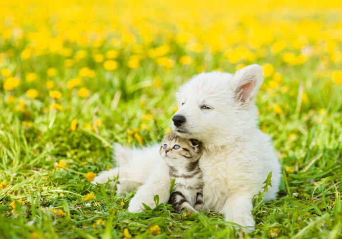 お花畑にいる子猫と子犬